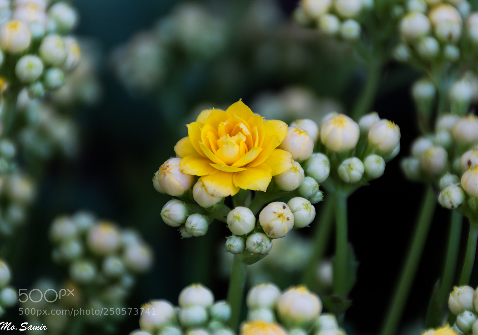 Nikon D7100 sample photo. Untitled photography