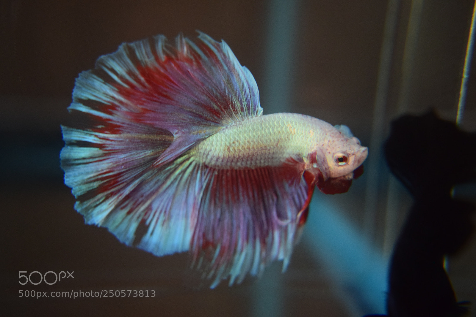 Nikon D3300 sample photo. Betta fish photography