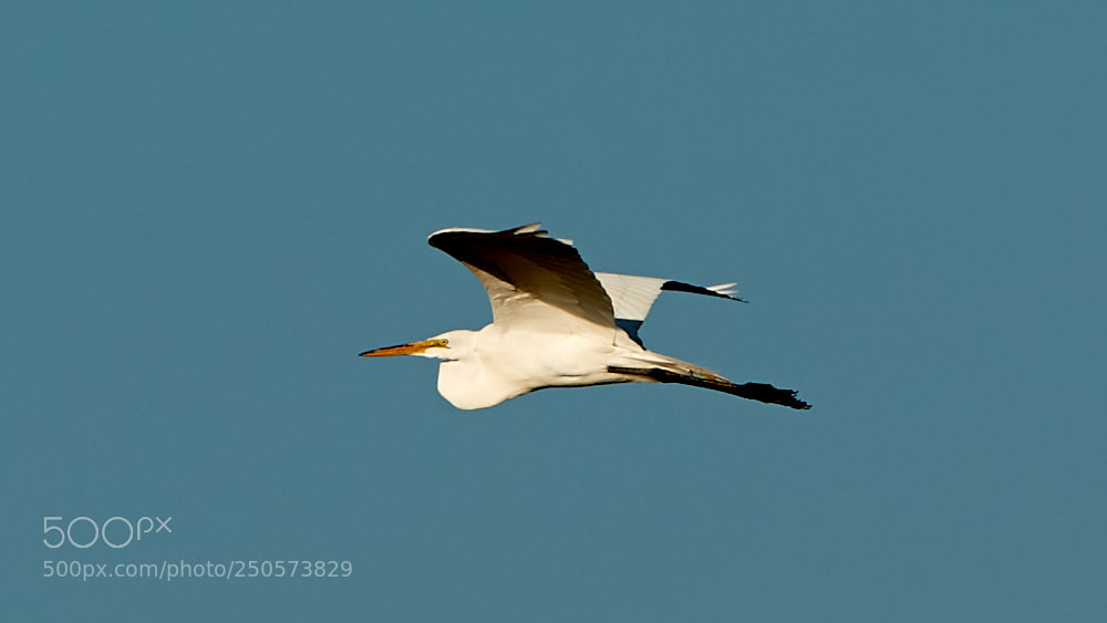Canon EOS-1D X Mark II sample photo. 03-24-18-0009201.jpg photography
