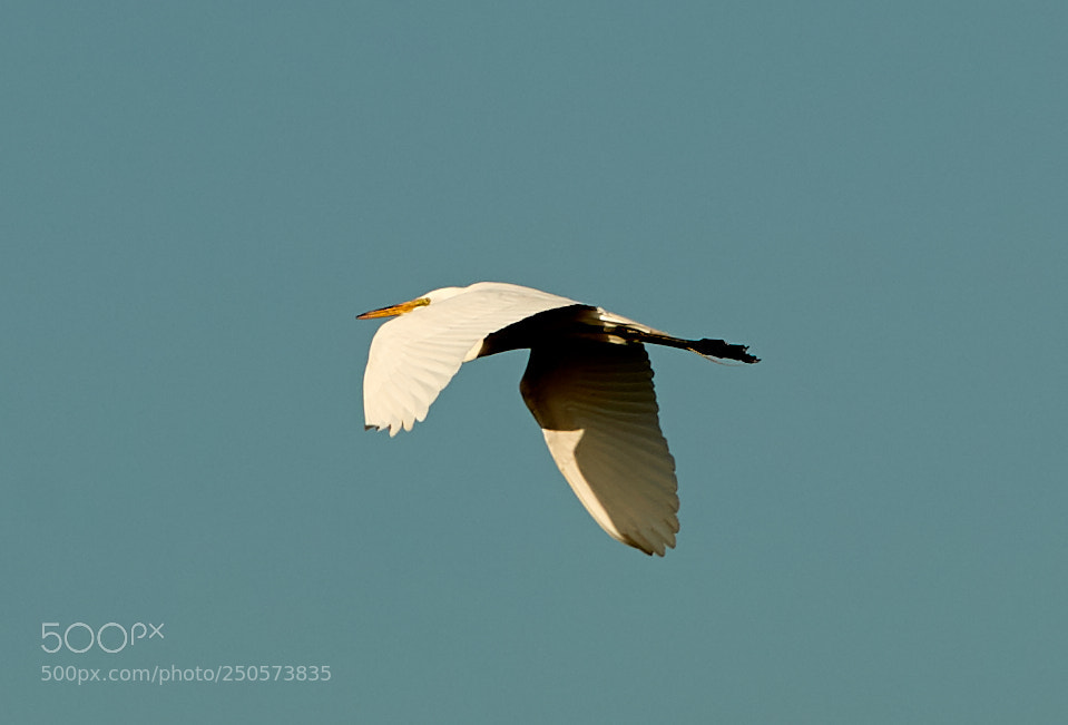 Canon EOS-1D X Mark II sample photo. 03-24-18-0009200.jpg photography