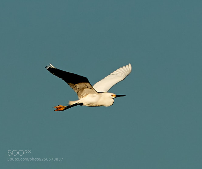 Canon EOS-1D X Mark II sample photo. 03-24-18-0009193.jpg photography