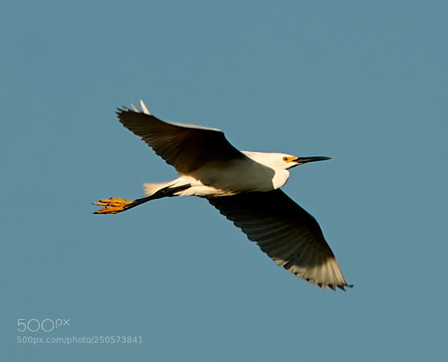 Canon EOS-1D X Mark II sample photo. 03-24-18-0009191.jpg photography