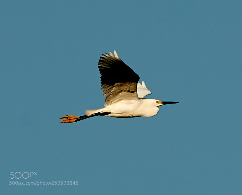 Canon EOS-1D X Mark II sample photo. 03-24-18-0009190.jpg photography