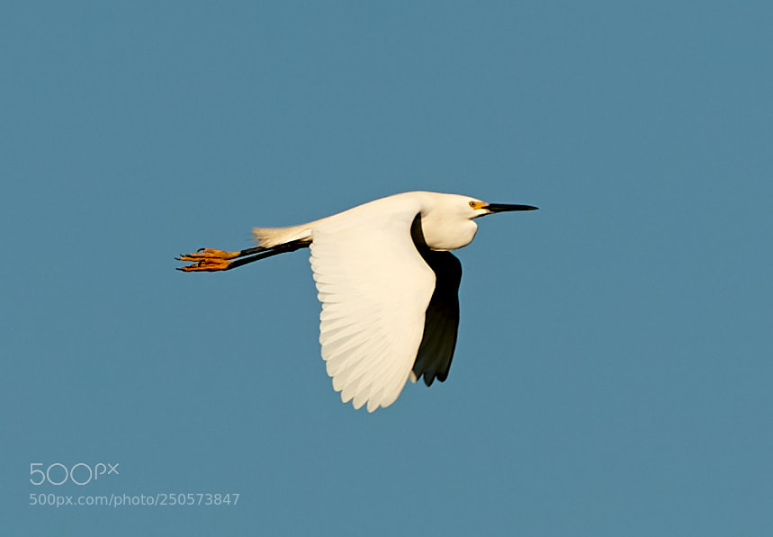 Canon EOS-1D X Mark II sample photo. 03-24-18-0009189.jpg photography