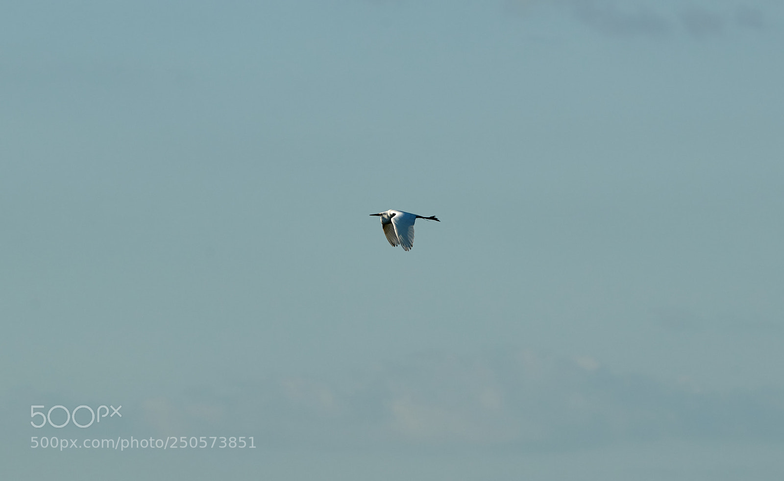 Canon EOS-1D X Mark II sample photo. 03-24-18-0009187.jpg photography