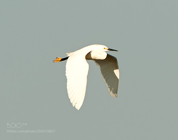 Canon EOS-1D X Mark II sample photo. 03-24-18-0009181.jpg photography