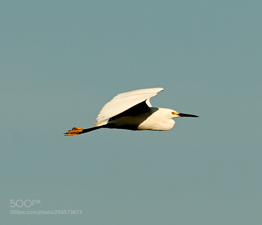 Canon EOS-1D X Mark II sample photo. 03-24-18-0009175.jpg photography
