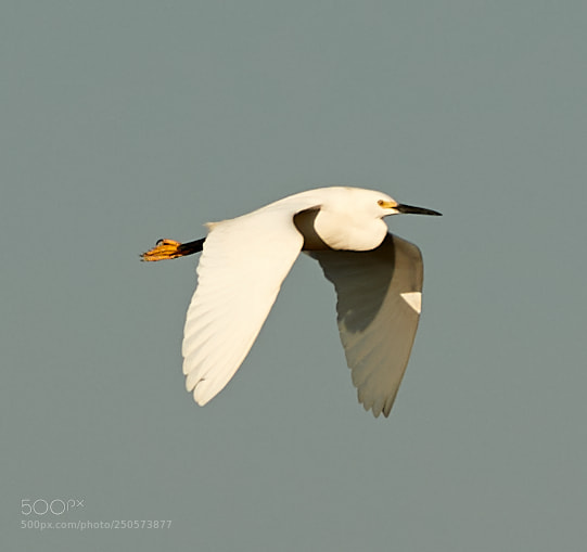 Canon EOS-1D X Mark II sample photo. 03-24-18-0009180.jpg photography
