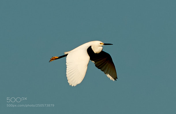 Canon EOS-1D X Mark II sample photo. 03-24-18-0009171.jpg photography