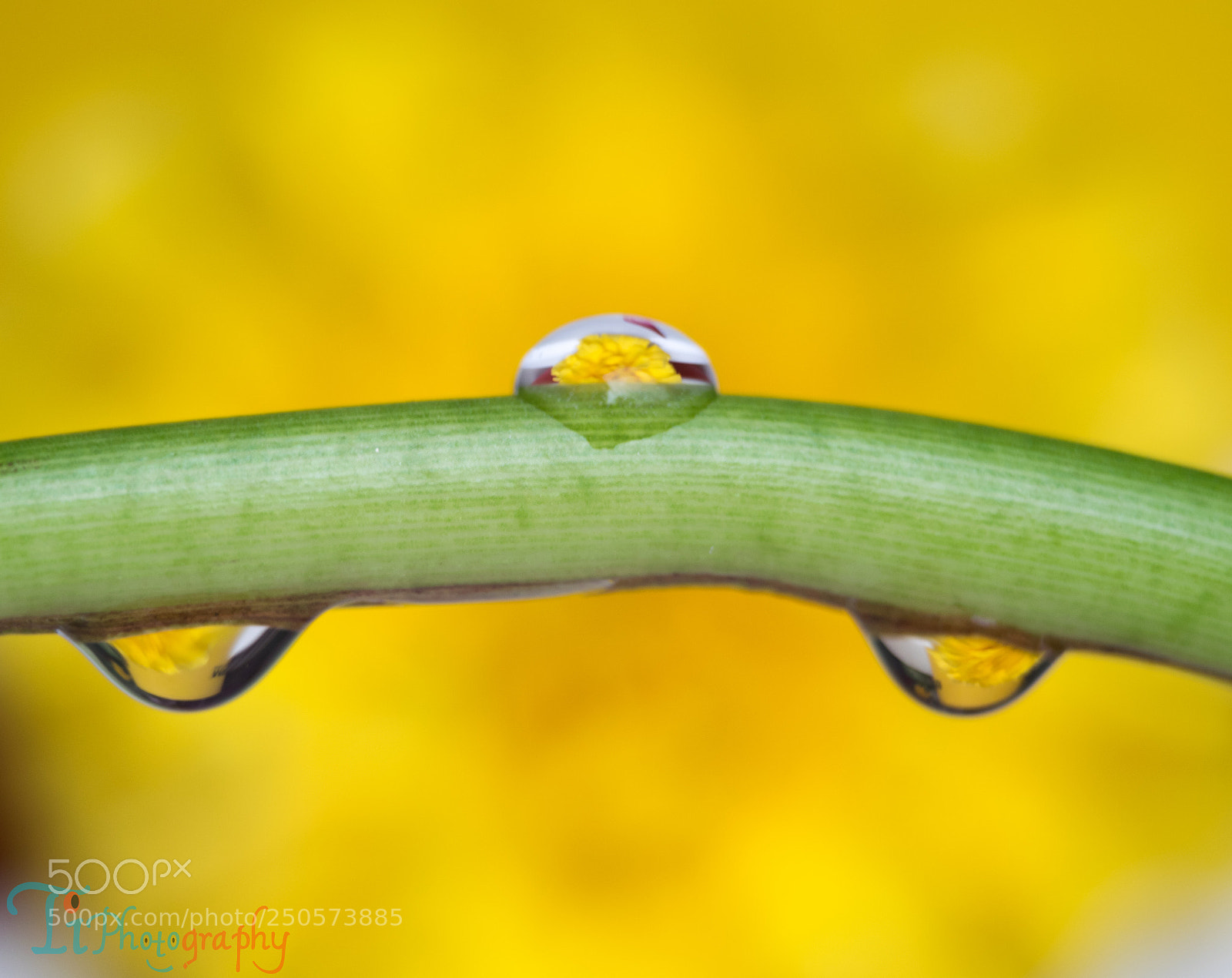 Nikon D5300 sample photo. Macro photography