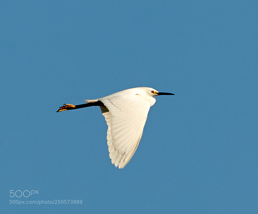 Canon EOS-1D X Mark II sample photo. 03-24-18-0009167.jpg photography