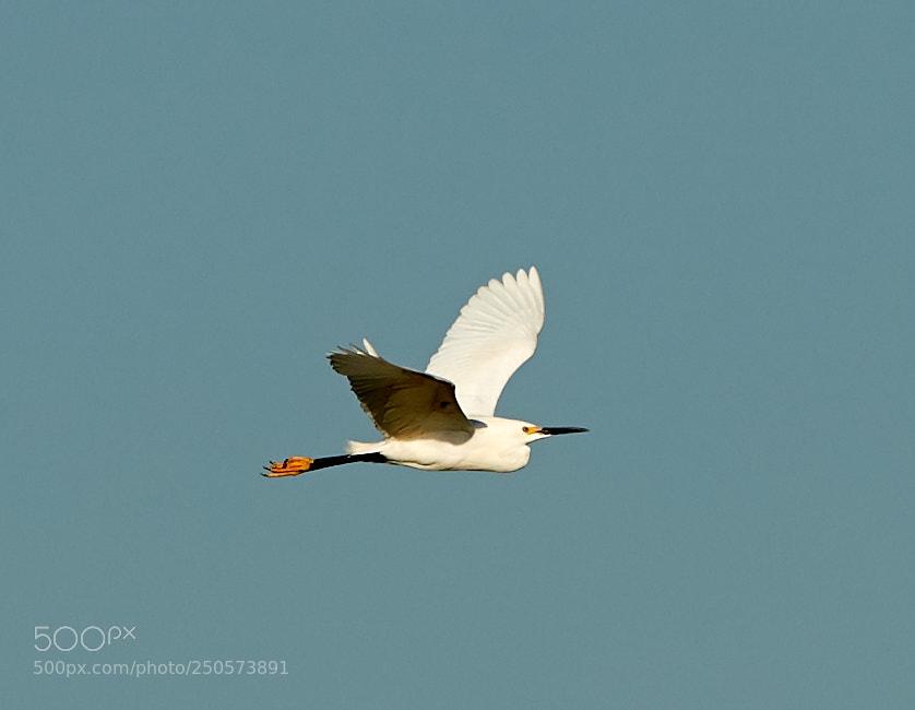 Canon EOS-1D X Mark II sample photo. 03-24-18-0009166.jpg photography