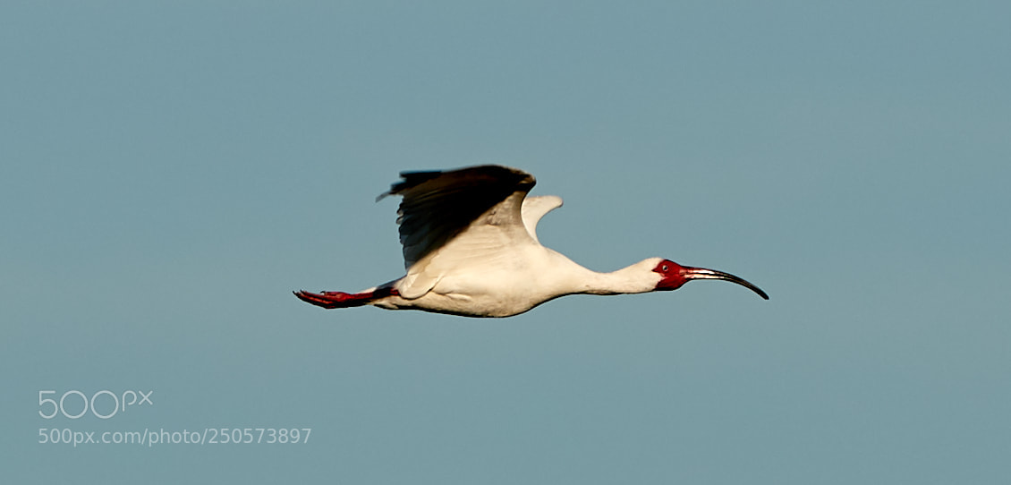 Canon EOS-1D X Mark II sample photo. 03-24-18-0009160.jpg photography