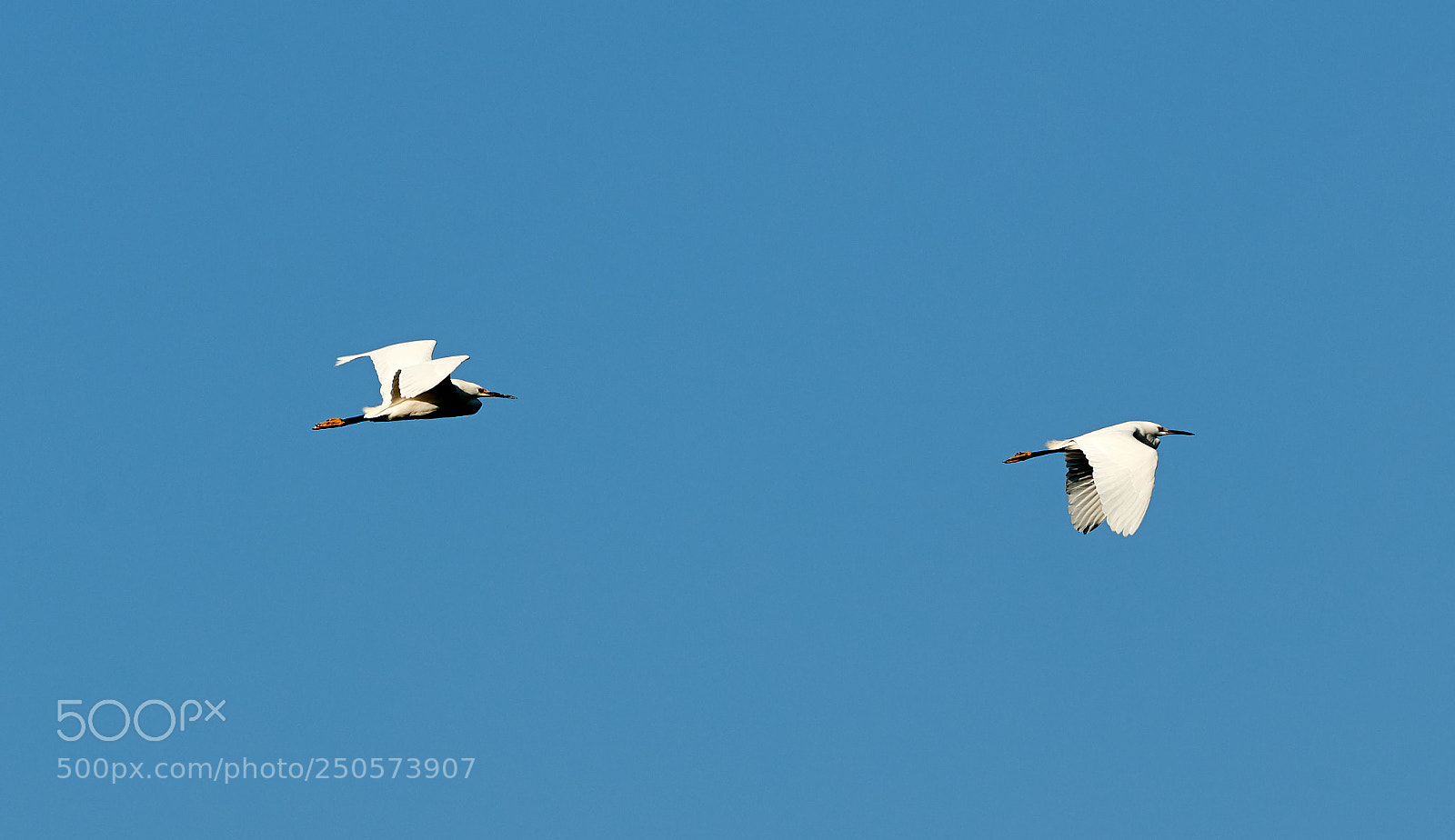 Canon EOS-1D X Mark II sample photo. 03-24-18-0009155.jpg photography