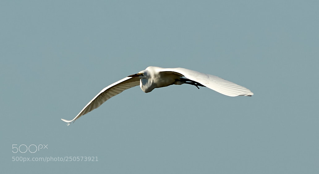 Canon EOS-1D X Mark II sample photo. 03-24-18-0009149.jpg photography