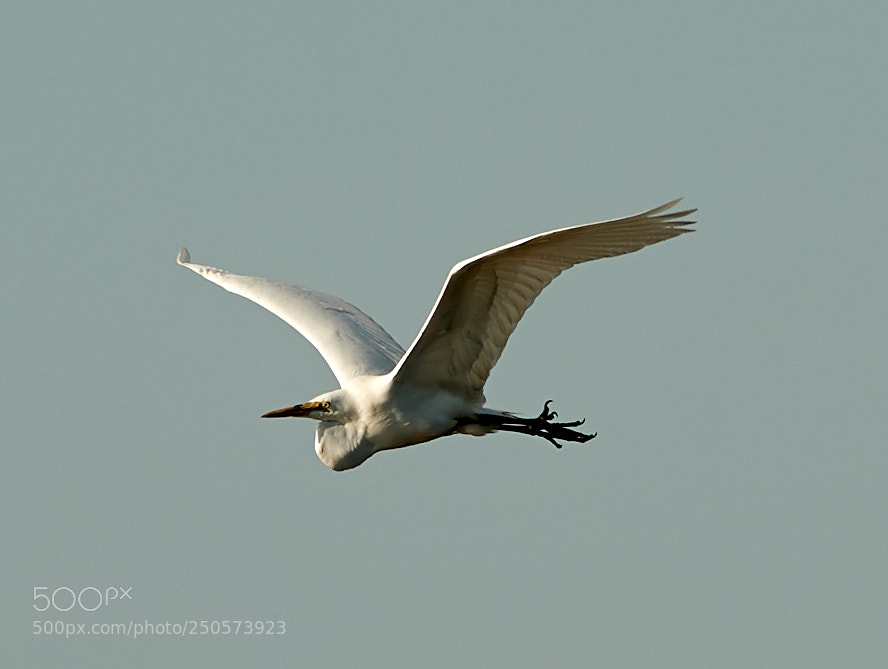 Canon EOS-1D X Mark II sample photo. 03-24-18-0009148.jpg photography