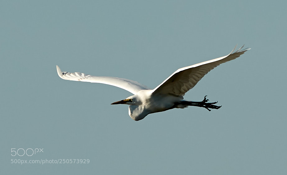 Canon EOS-1D X Mark II sample photo. 03-24-18-0009146.jpg photography