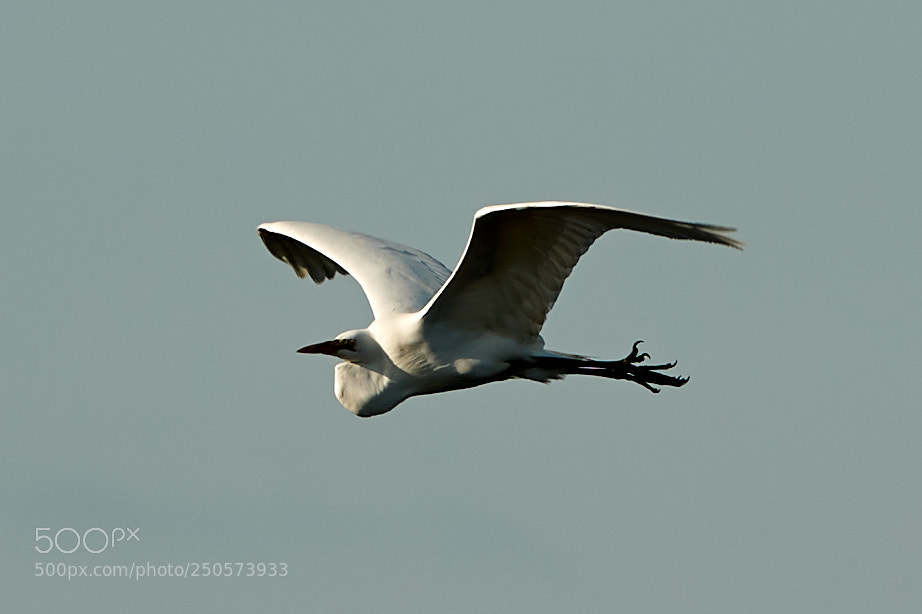 Canon EOS-1D X Mark II sample photo. 03-24-18-0009145.jpg photography
