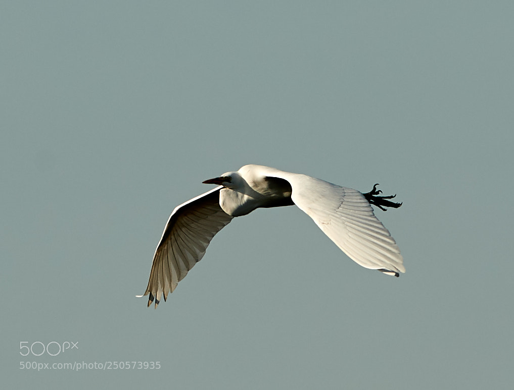 Canon EOS-1D X Mark II sample photo. 03-24-18-0009144.jpg photography