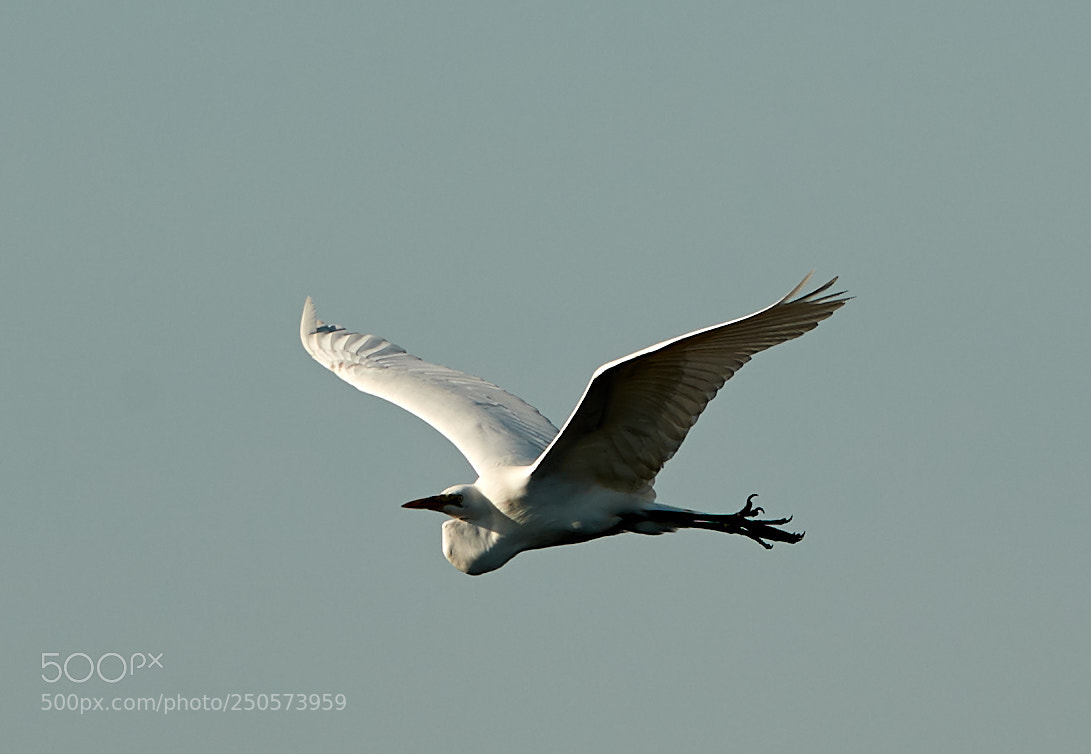 Canon EOS-1D X Mark II sample photo. 03-24-18-0009143.jpg photography