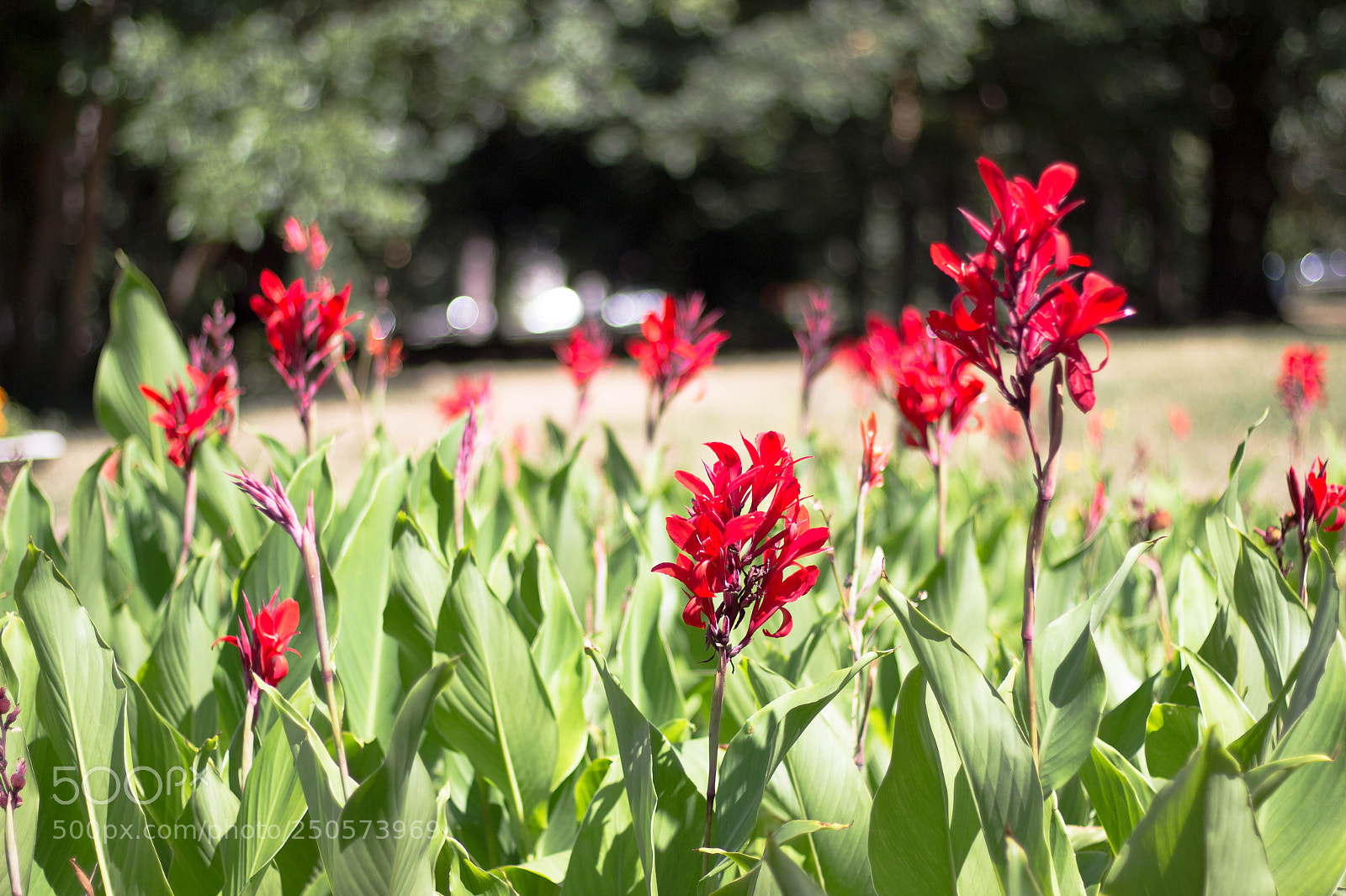 Canon EOS 600D (Rebel EOS T3i / EOS Kiss X5) sample photo. Sr photography