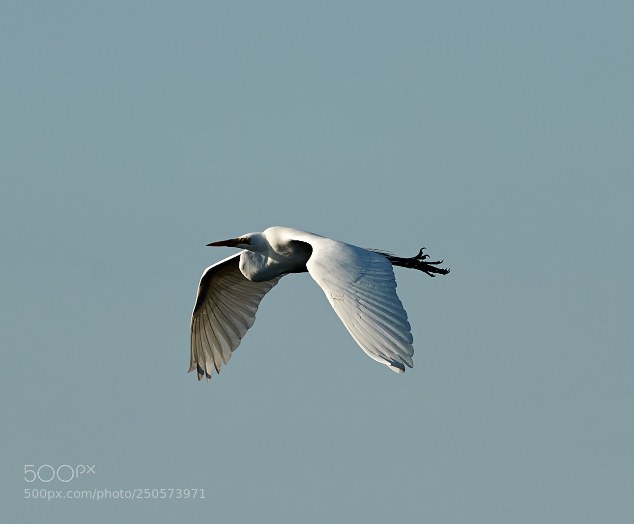 Canon EOS-1D X Mark II sample photo. 03-24-18-0009140.jpg photography