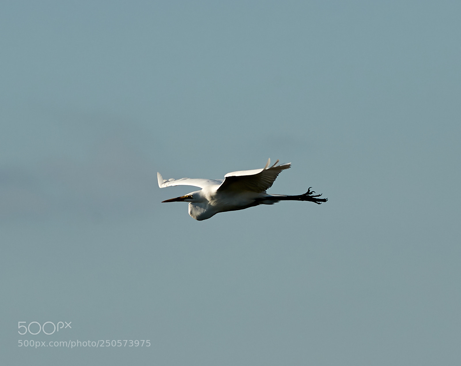 Canon EOS-1D X Mark II sample photo. 03-24-18-0009138.jpg photography