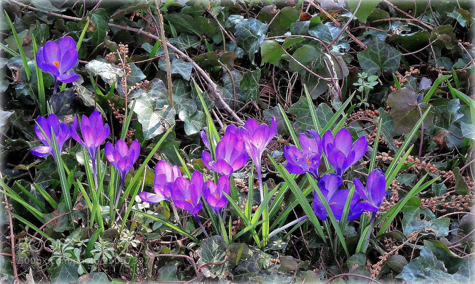 Sony Cyber-shot DSC-HX80 sample photo. "hello again" photography