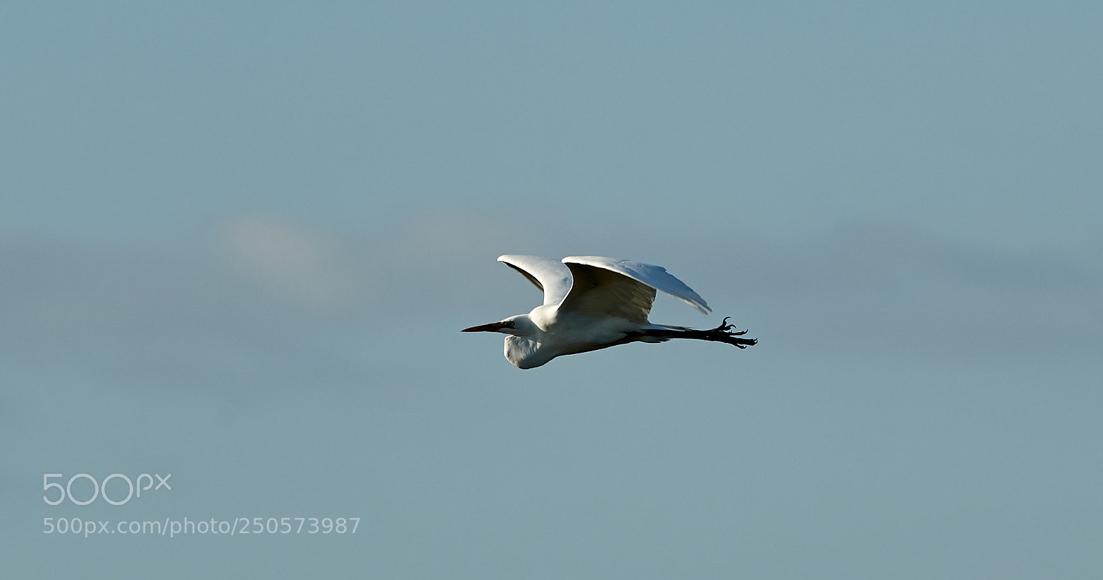 Canon EOS-1D X Mark II sample photo. 03-24-18-0009137.jpg photography