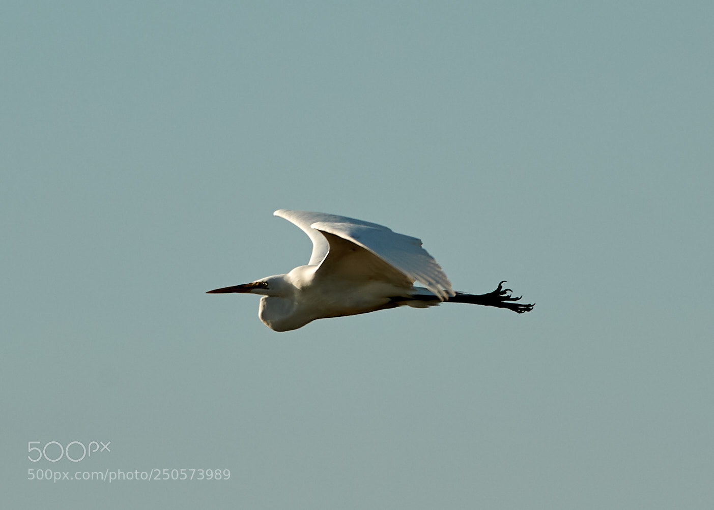 Canon EOS-1D X Mark II sample photo. 03-24-18-0009132.jpg photography
