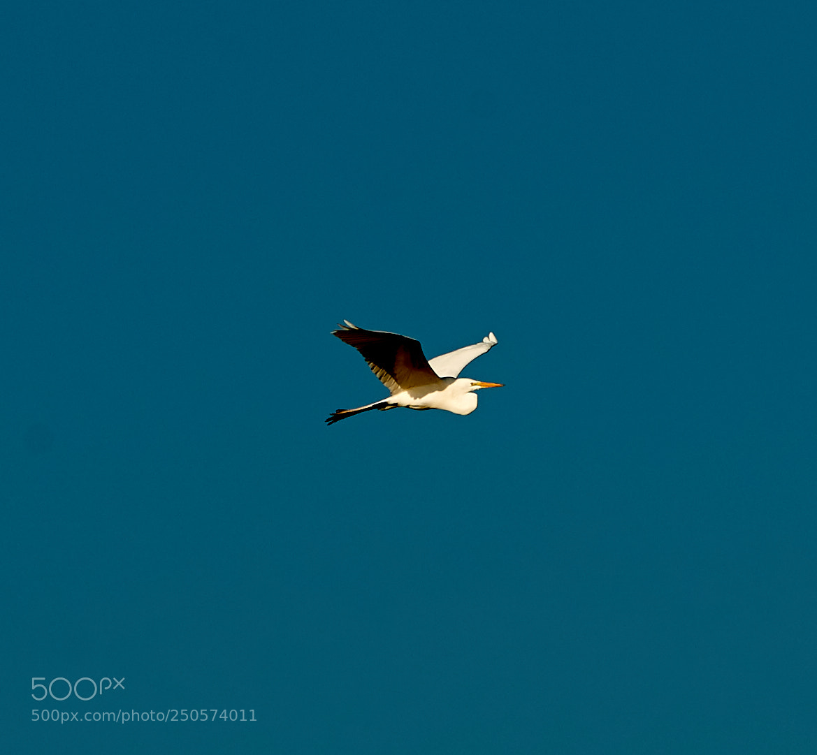 Canon EOS-1D X Mark II sample photo. 03-24-18-0009129.jpg photography