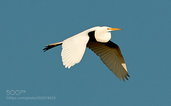 Canon EOS-1D X Mark II sample photo. 03-24-18-0009128.jpg photography