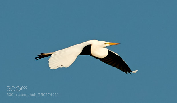 Canon EOS-1D X Mark II sample photo. 03-24-18-0009126.jpg photography