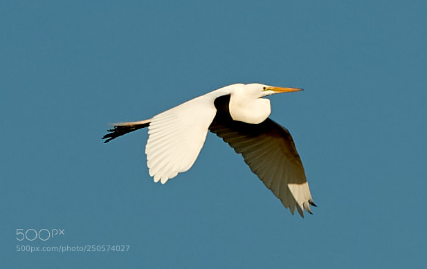 Canon EOS-1D X Mark II sample photo. 03-24-18-0009127.jpg photography