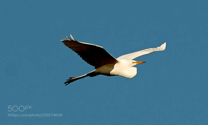 Canon EOS-1D X Mark II sample photo. 03-24-18-0009125.jpg photography