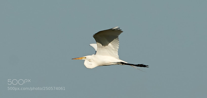 Canon EOS-1D X Mark II sample photo. 03-24-18-0009120.jpg photography