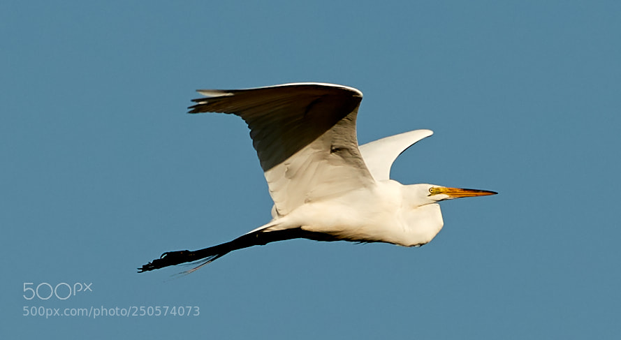 Canon EOS-1D X Mark II sample photo. 03-24-18-0009114.jpg photography