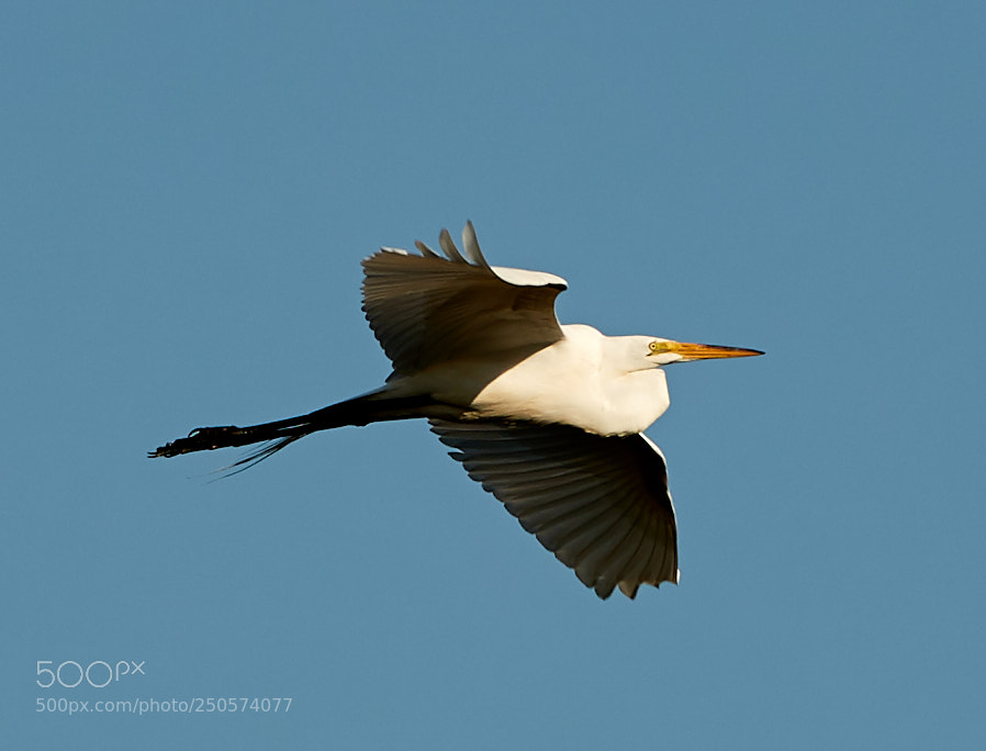 Canon EOS-1D X Mark II sample photo. 03-24-18-0009112.jpg photography