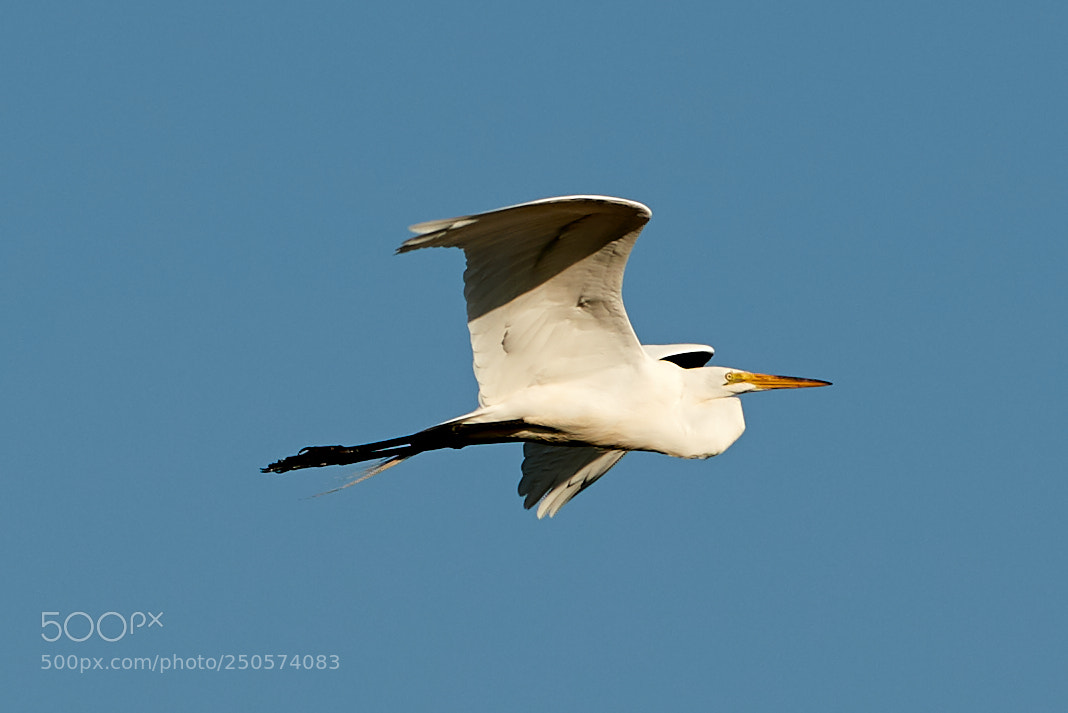 Canon EOS-1D X Mark II sample photo. 03-24-18-0009111.jpg photography
