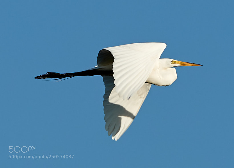 Canon EOS-1D X Mark II sample photo. 03-24-18-0009109.jpg photography