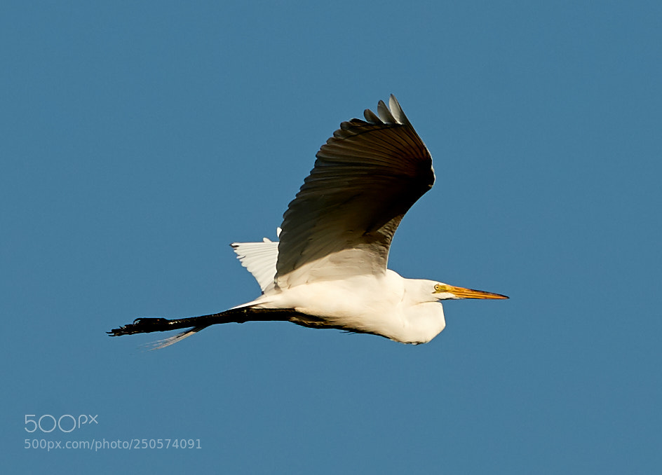 Canon EOS-1D X Mark II sample photo. 03-24-18-0009107.jpg photography