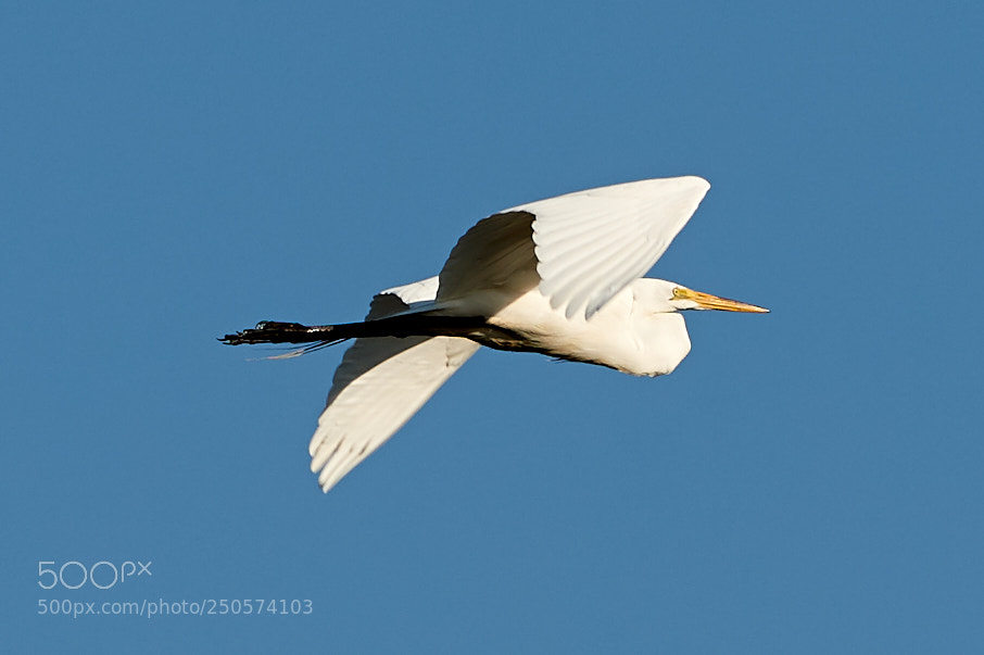 Canon EOS-1D X Mark II sample photo. 03-24-18-0009105.jpg photography