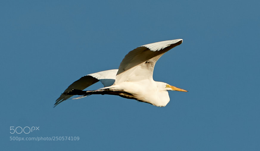 Canon EOS-1D X Mark II sample photo. 03-24-18-0009102.jpg photography