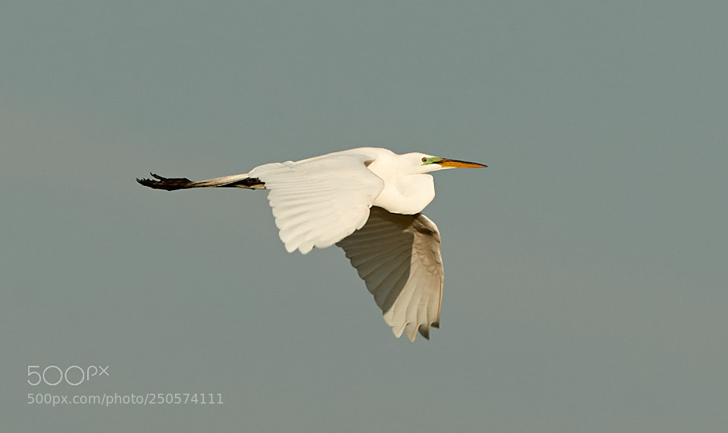 Canon EOS-1D X Mark II sample photo. 03-24-18-0009101.jpg photography