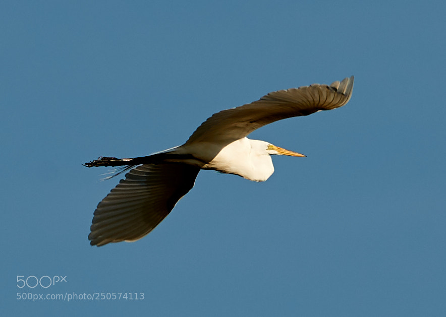 Canon EOS-1D X Mark II sample photo. 03-24-18-0009103.jpg photography