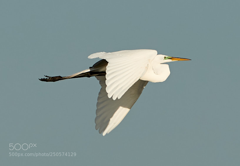 Canon EOS-1D X Mark II sample photo. 03-24-18-0009099.jpg photography