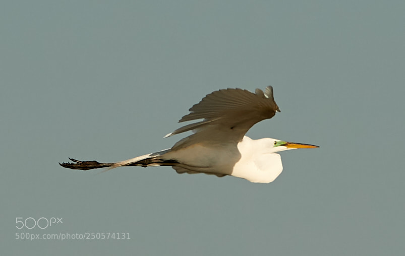 Canon EOS-1D X Mark II sample photo. 03-24-18-0009098.jpg photography