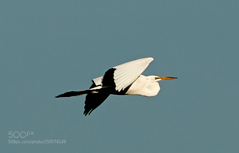 Canon EOS-1D X Mark II sample photo. 03-24-18-0009094.jpg photography