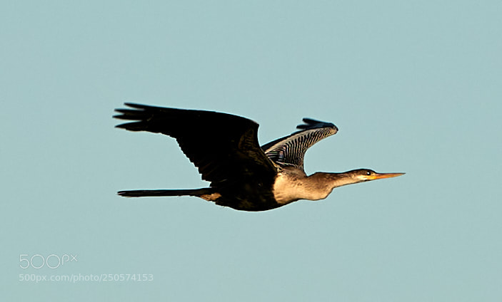 Canon EOS-1D X Mark II sample photo. 03-24-18-0009093.jpg photography