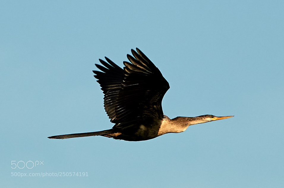 Canon EOS-1D X Mark II sample photo. 03-24-18-0009090.jpg photography